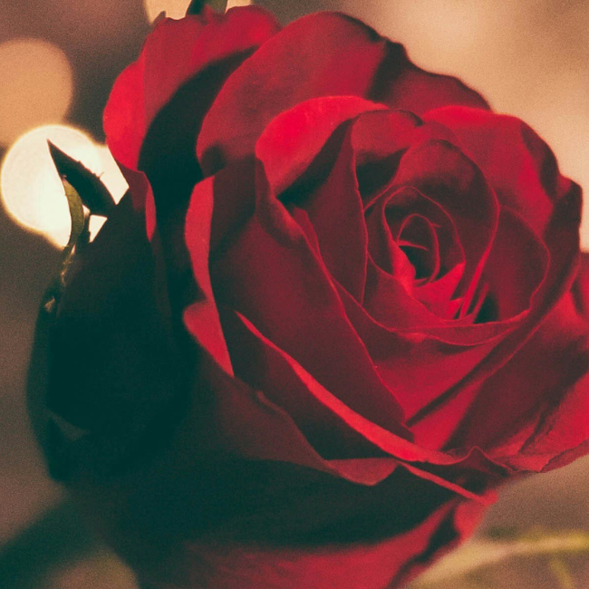 close up image of red rose petals